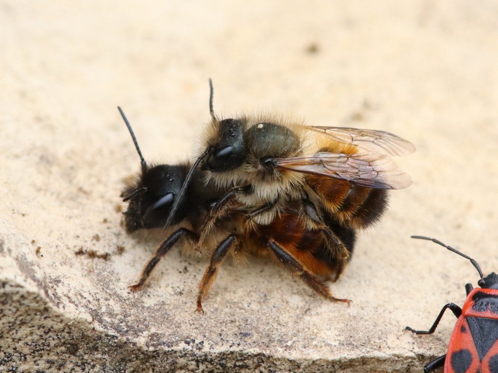 Die Rostrote Mauerbiene (Osmia bicornis) ist die mit Abstand gerade am häufigsten zu beobachtende Mauerbienen-Art an Nisthilfen.

Wie alle Mauerbienen-Arten lebt sie solitär, d.h. jedes Weibchen baut allein ein eigenes Nest. 

Baumaterial ist feuchter Lehm & Erde. 

📸Uwe Mosthaf