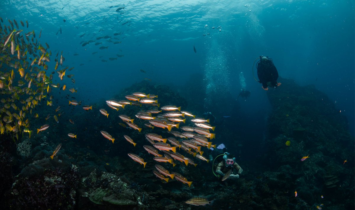 Richelieu  rocks 
#DivingKhaoLak #KhaoLakDiving #Thailand
#DayTripsSimilan