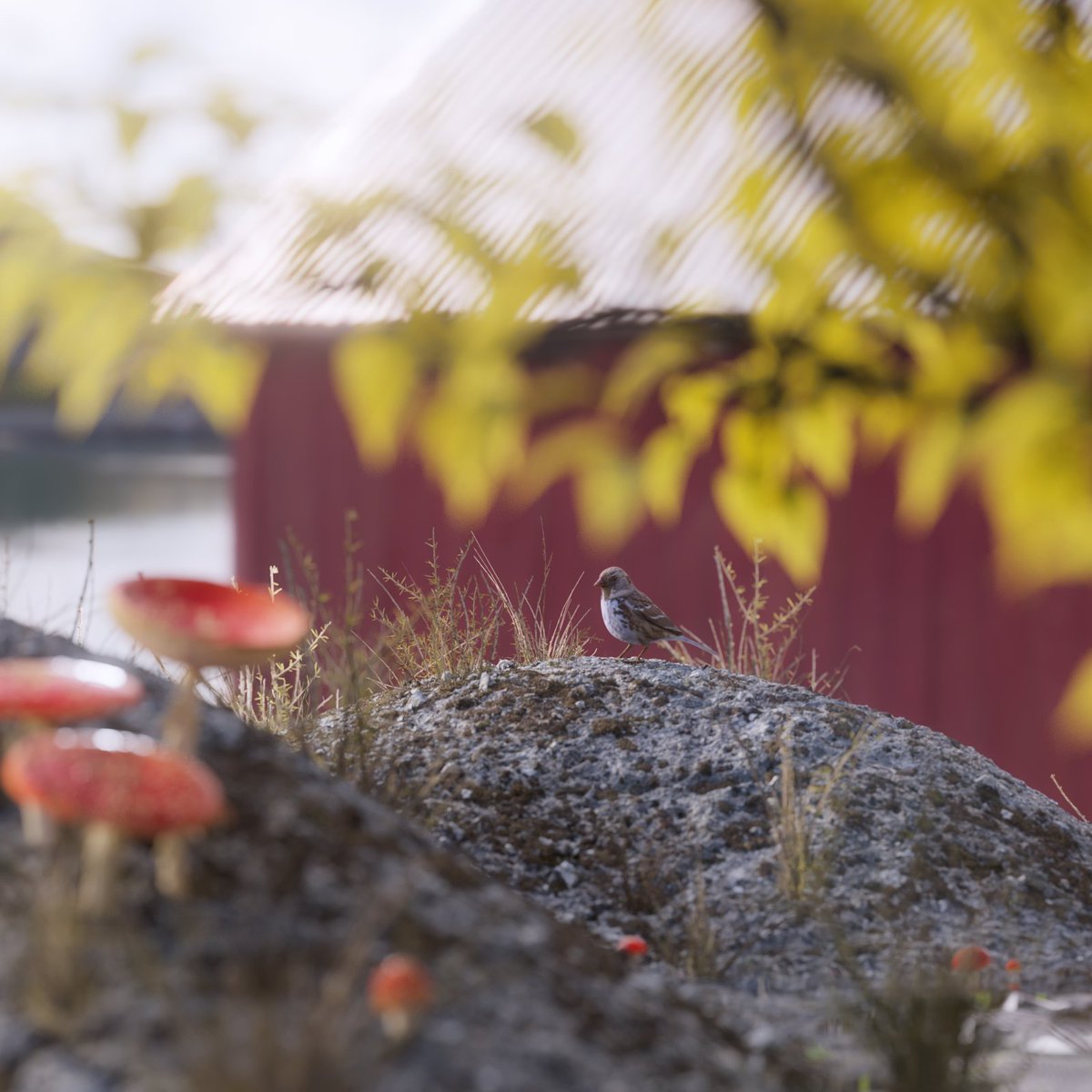 barisoktem's tweet photo. Sparrow

#megascans #Maxonvfx #cinema4d #styleframe #cinema4d #redshift https://t.co/oyhTaxMFDo