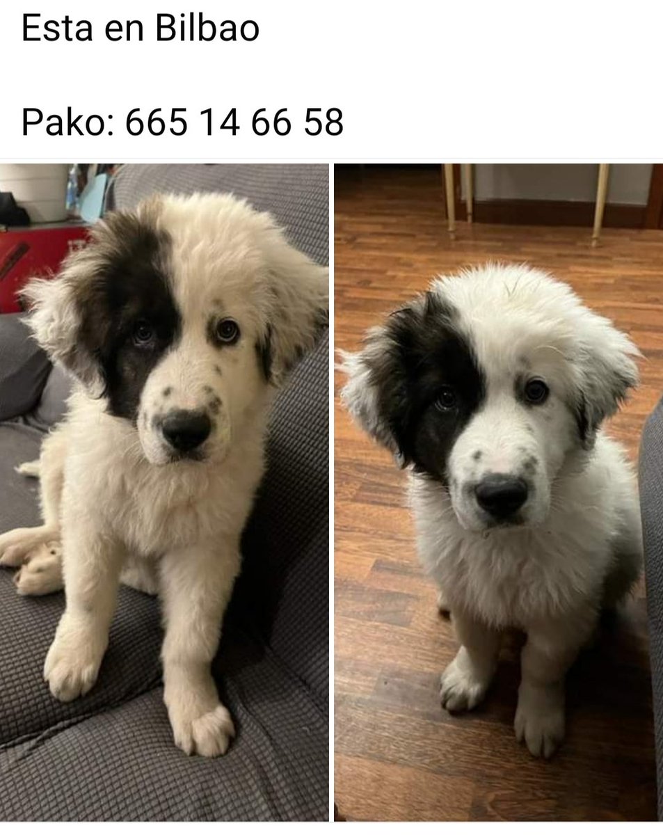 SilviaMylo's tweet photo. Con tres mesecitos se le ha caído la adopción 😢
Es original y precioso pero como podéis ver les ha dado igual 😢💔 https://t.co/z7YkOfzPsu
