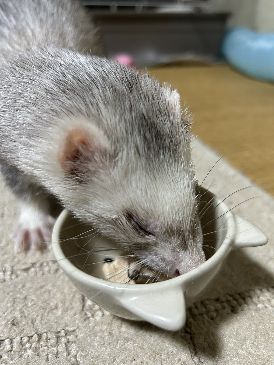 今日はイタチの４歳の誕生日なのでチキンペーストいっぱい食べていいよ🎂🎂 https://t.co/V0buZS4yoD