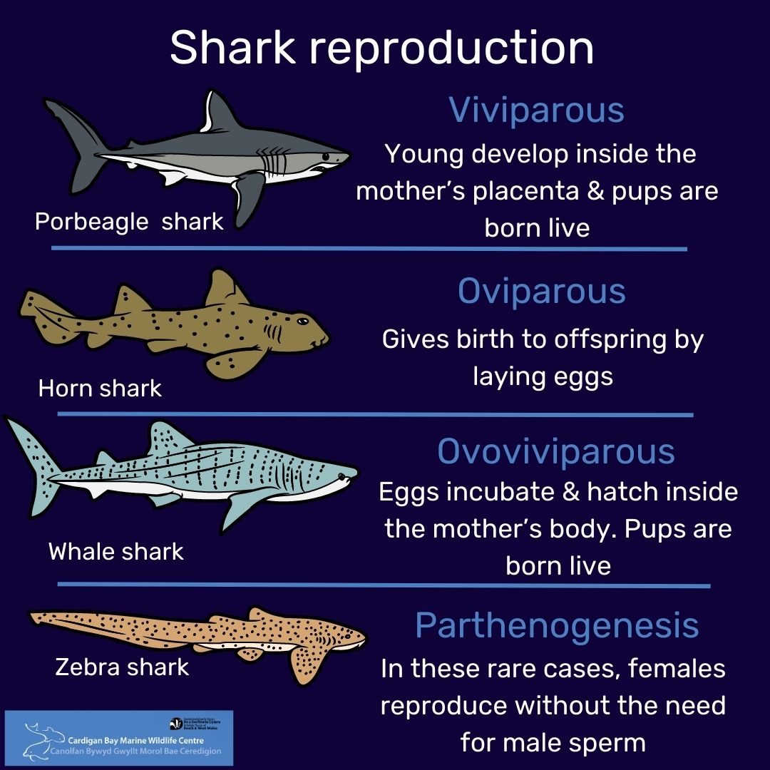 CBMWC News (@cbmwc) on Twitter photo With around 500 shark species swimming in our oceans๐, itโs no surprise that thereโs a diversity in reproduction strategies among them ๐ฆ.ย Do you know any sharks & what reproduction strategy they exhibit? Leave your comments down below๐๐ค
<a href="/WTSWW/">WildlifeTrustSWWales ๐ฆก๐ฌ</a> <a href="/WTWales/">Wildlife Trusts Wales</a> With around 500 shark species swimming in our oceans๐, itโs no surprise that thereโs a diversity in reproduction strategies among them ๐ฆ.ย Do you know any sharks & what reproduction strategy they exhibit? Leave your comments down below๐๐ค
<a href="/WTSWW/">WildlifeTrustSWWales ๐ฆก๐ฌ</a> <a href="/WTWales/">Wildlife Trusts Wales</a>