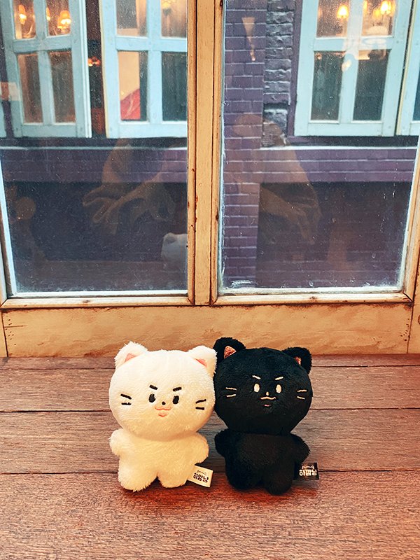 choco_woon's tweet photo. 오랜만에 애기들 포토타임📸 #하양냥 #하깜냥 https://t.co/07QgfY14he