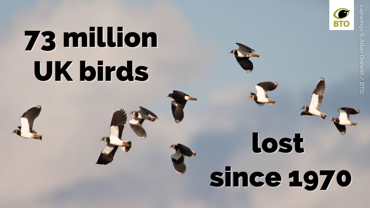 The UK is home to 73 million fewer birds this #DawnChorusDay than it was in 1970. This staggering decline of almost a third is almost impossible to comprehend, so we have created a website that allows you to see what’s changed in your area 👉 https://t.co/sqEKBAalyk