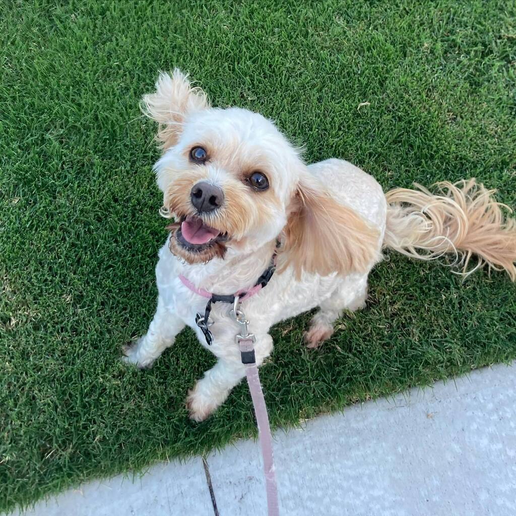 kassiespets's tweet photo. 💛🐾 https://t.co/nCH5UGu6bS