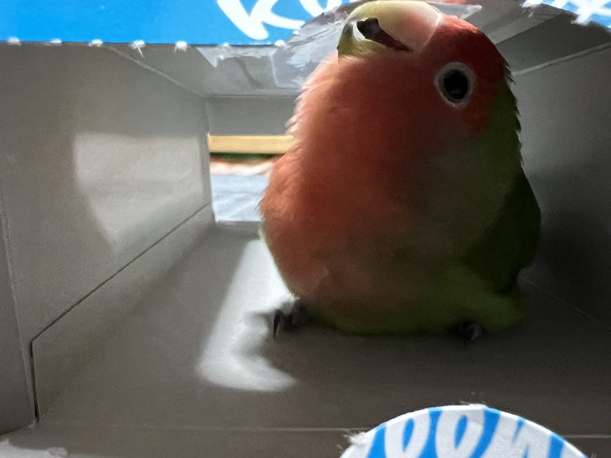 lovebird_miru tweet picture