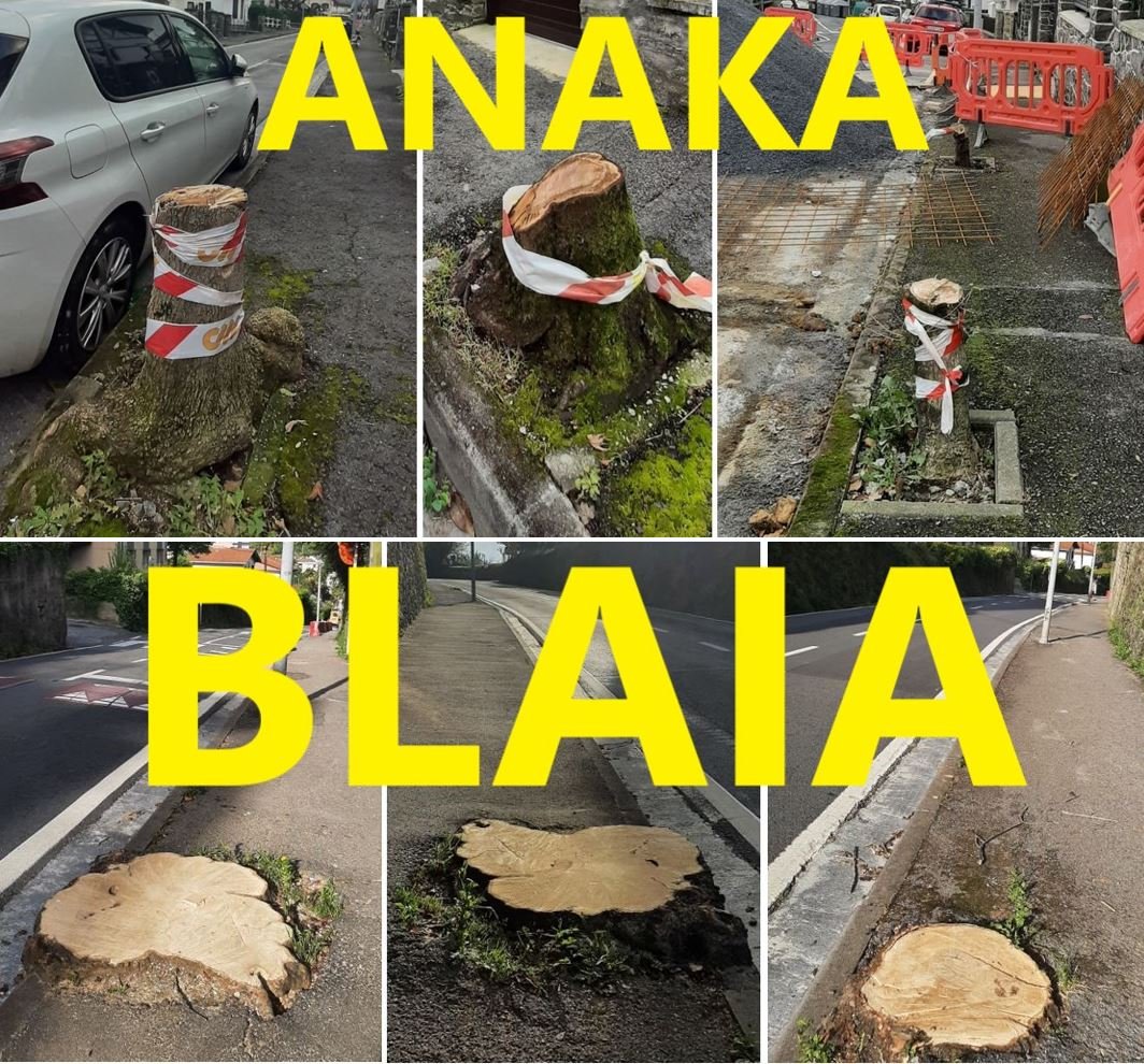 artiakolagunak's tweet photo. 🔴@jasantano @Irun_informa|ren jokaera #HiriZuhaitz|ekiko #Dendrofobia da, eta #Arborizidioa batetik bestera doa,#Anaka|tik #Blaia|ra.
#IRUN osoa #Asfalto|z eta #Zementu|z estaltzea baino ez du amesten.
Tentsiopeko #Udalerri #JASanGaitza bihurtu da bere #Nahikeriaz eta #Nahitaez. https://t.co/1KuRAUXuKv