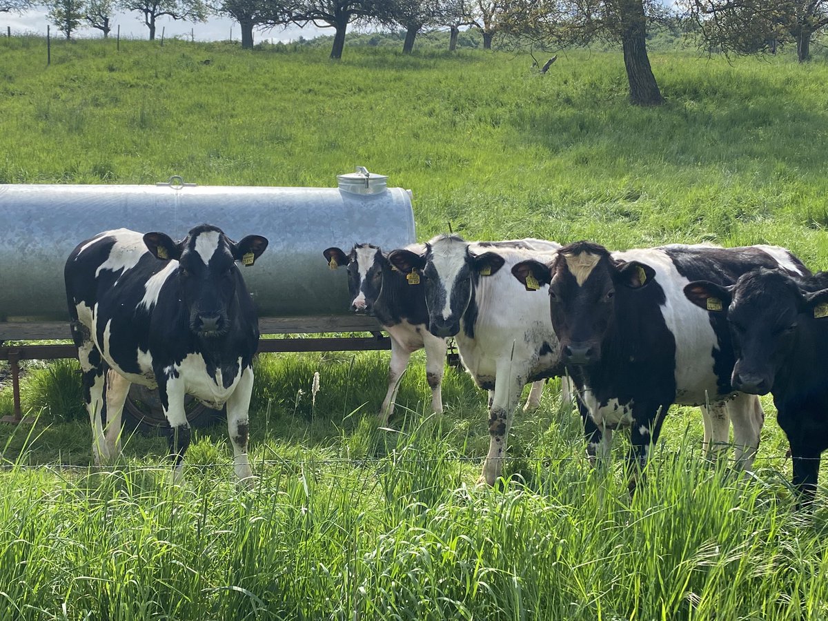 Grüße an alle Kuhliebhaber 😍