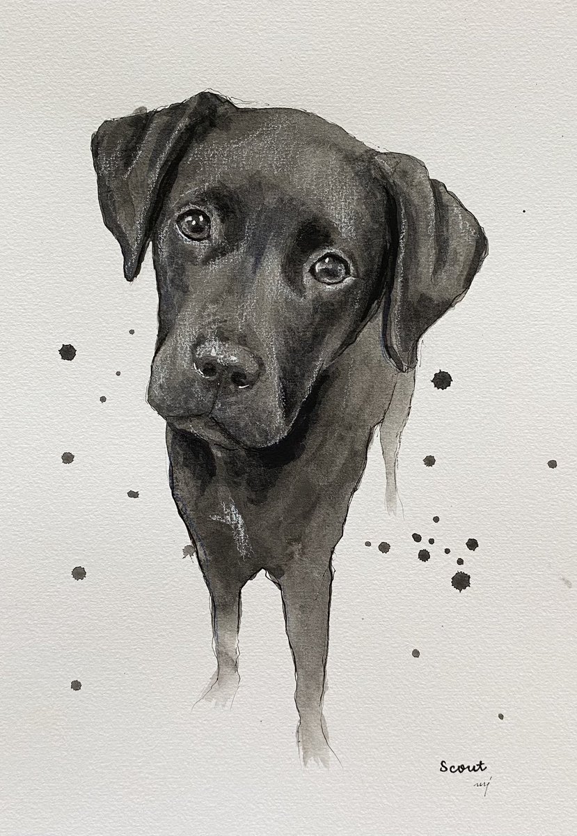 Scout 

#dogart #dogoftwitter #dogportrait 
Instagram @chellejung_draws