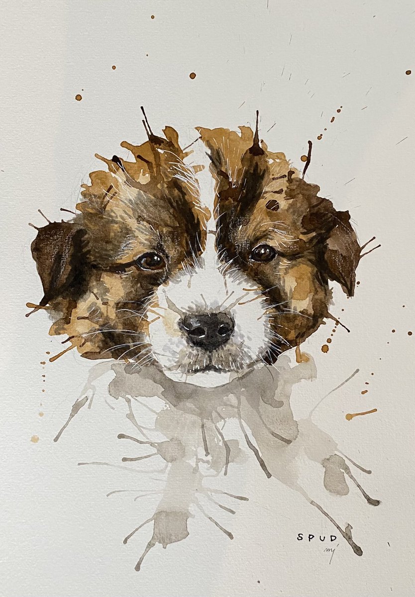 Spud <a href="/NiallHarbison/">Niall Harbison</a> 
Too cute!!! 

#dogart #dogoftwitter #dogportrait 
Instagram @chellejung_draws