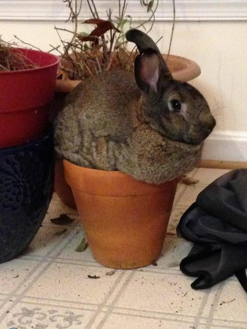 Bunnies (@rabbiteveryhour) on Twitter photo 