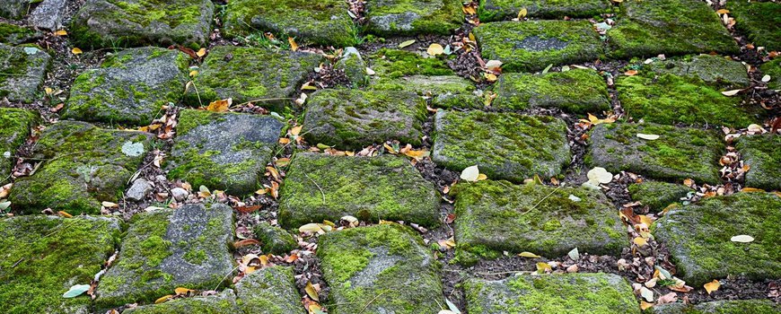 NatureTodayNL's tweet photo. Van groendak tot groen dak: hoe mossen de steden kleuren https://t.co/SjMFuaoUVh https://t.co/xVfxtBdNhE