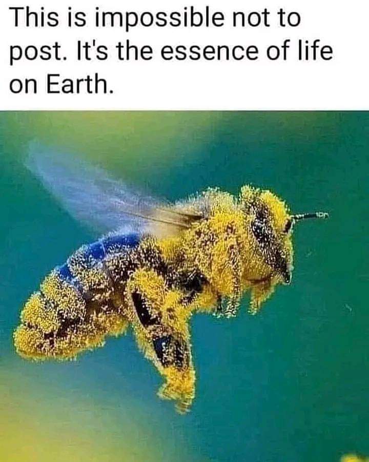 Save. The. Bees.