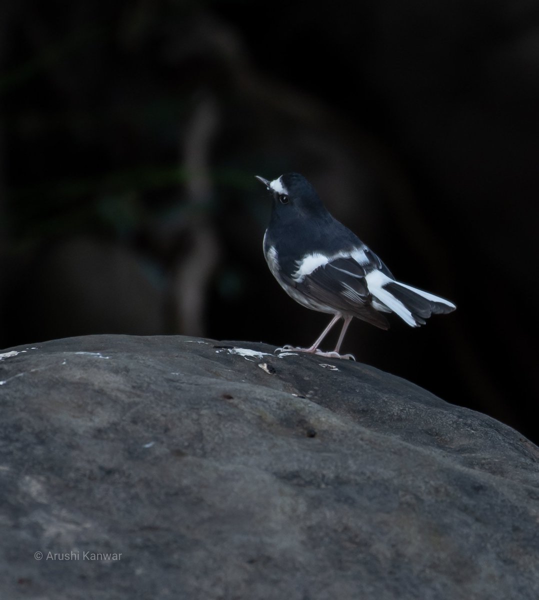 Hidden in the shadows... the Little Forktail 

See habitat shots in the thread

Himachal, October'22
#IndiAves #TwitterNatureCommunity #BirdsSeenIn2022 #BirdsUp #BirdsOfTwitter #birdsofindia #birdphotography #naturelovers #littleforktail 
(Increase phone brightness)