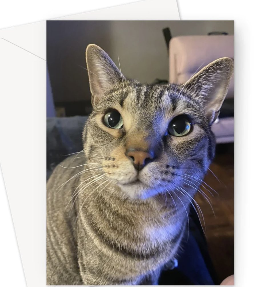 TroubleTheTabby tweet picture