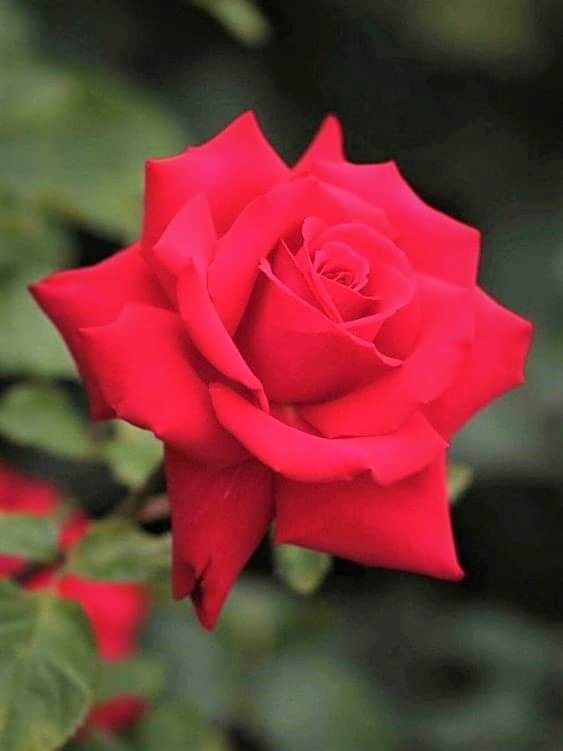 74ceff6b903445b's tweet photo. Hello dear friends 🙏😄
Have a beautiful Sunday 🌹 https://t.co/2ao23dZyZg
