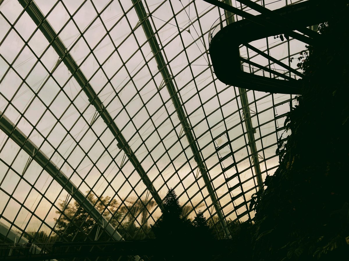 Dawn at Flower Dome...
#flowerdome #streetphotographer #NaturePhotography #nature撮影会 #iphone11