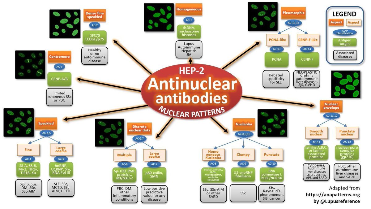 Laurent ARNAUD on Twitter " LupusAwarenessMonth Systemic Lupus is an