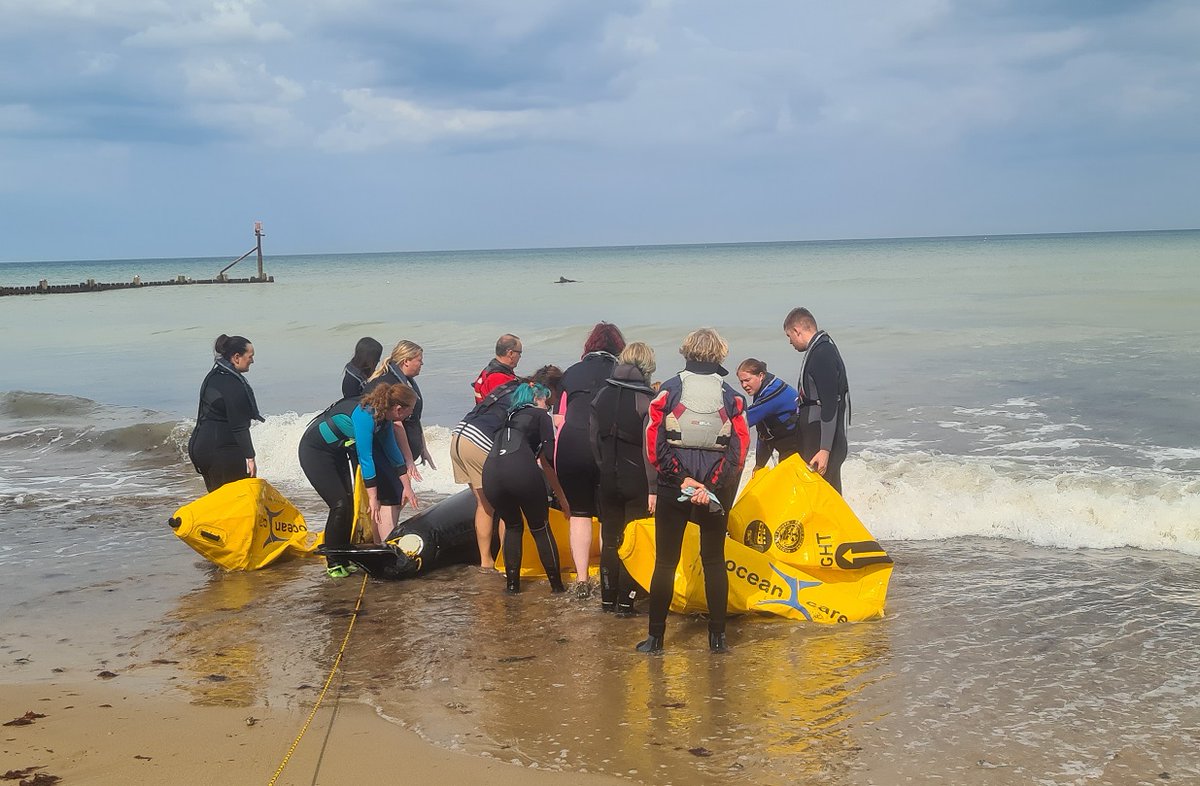 CVSGroupPlc's tweet photo. Our Grove Vet Hospital nurse volunteers have trained with British Divers Marine Life Rescue &amp; RSPCA East Winch Wildlife to rescue, monitor &amp; relocate seals, &amp; take research samples. They’ll also help refloat cetaceans &amp; whales #cvsgroup #bethenurseyouwanttobe #VNAM #empowerment https://t.co/9uXx5tvHZf