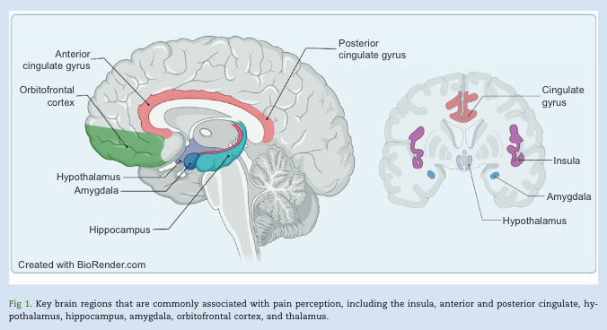The effect of adverse childhood experiences on chronic pain and major depression in adulthood. New #openaccess systematic review and meta-analysis by Antoniou et al #pain #depression #mentalhealth #childhood

bjanaesthesia.org/article/S0007-…