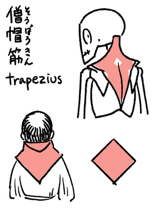 僧帽筋(そうぼうきん):ラテン語でtrapezius、菱形の意味。僧帽の名称はガレノスが僧帽cucullarisと表現したことに由来。筋の形が修道着のフードを下ろした時と似ている。cucullarisという名称は発生学で使用されることがある。