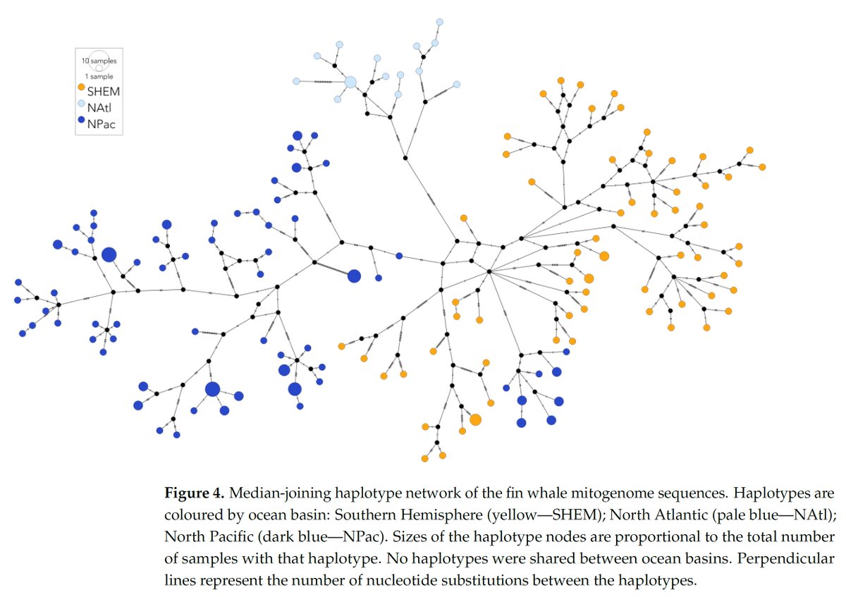 Fin whale mitochondrial genome shows extremely clear division between all Southern Hemisphere, North Atlantic, and South Atlantic whales. Combination of recent samples and samples from old whale bones. 
Source: doi.org/10.3390/genes1…