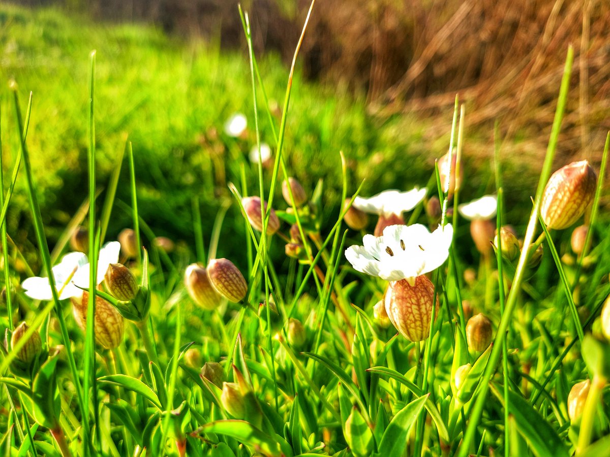 🐚 Coastal flora

🌊 Sea Campion
(Silene uniflora)

Similar to Bladder Campion, but with wide and overlapping petals!

🩵 Have a most magnificent day!

#wildflowerhour 
#NaturePhotography 
#naturereserves 
#wildflowers #DORSET