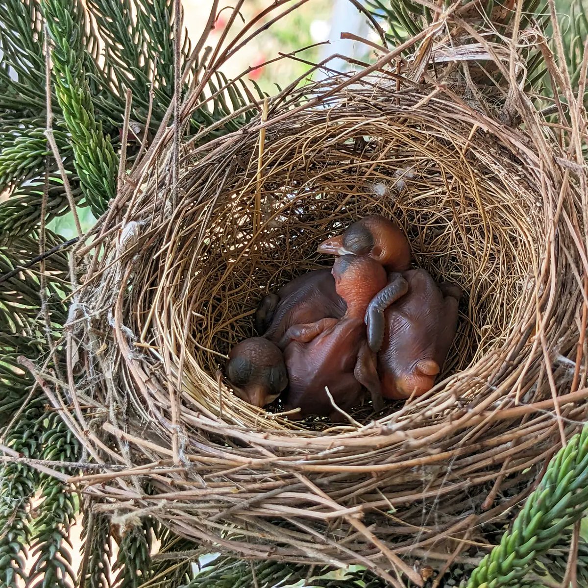 barewaramol's tweet photo. (1/N) A couple of weeks back, a sparrow created a nest on a Christmas tree in our home. After a couple of days, we noticed that she had given 3 eggs and she is expecting her babies anytime soon. https://t.co/mXD5Hyk2iR