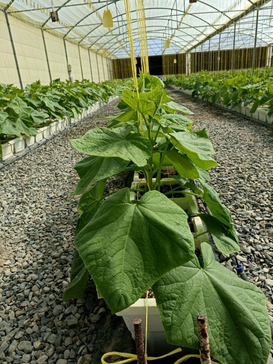 DefarmerAlex's tweet photo. Why Greenhouse?

1.Control over growing conditions
2. Protection from pests, high radiation, diseases, rainfall and wind.
3. Extended growing season and all year round production.
4. Efficient use of water and fertilizer. 
5.Etc.

I will make a Comprehensive thread on this. https://t.co/fsIi2OTjYK