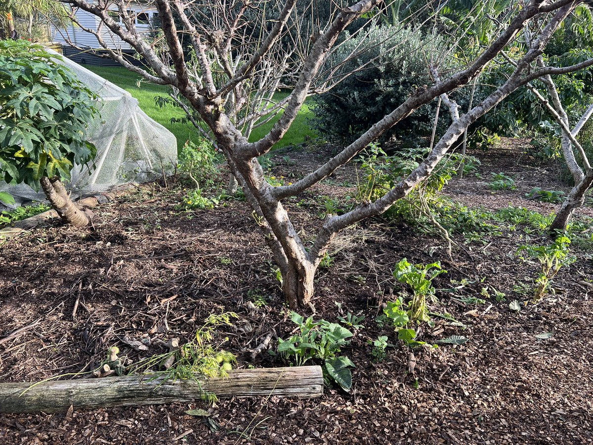K9lee's tweet photo. Surfdale food forest lessening the effect of rising food cost.
#communitygardens
#risingfoodcosts https://t.co/50Yo2DE7Mj