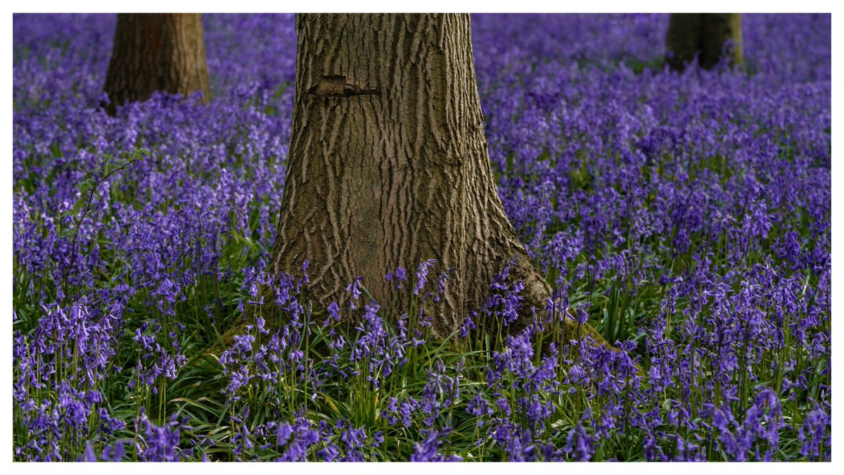 Bluebell Woods #bluebells #hertfordshire #sonyalpha #landscapephotography #trees #rpslandscape #amateurphotographer