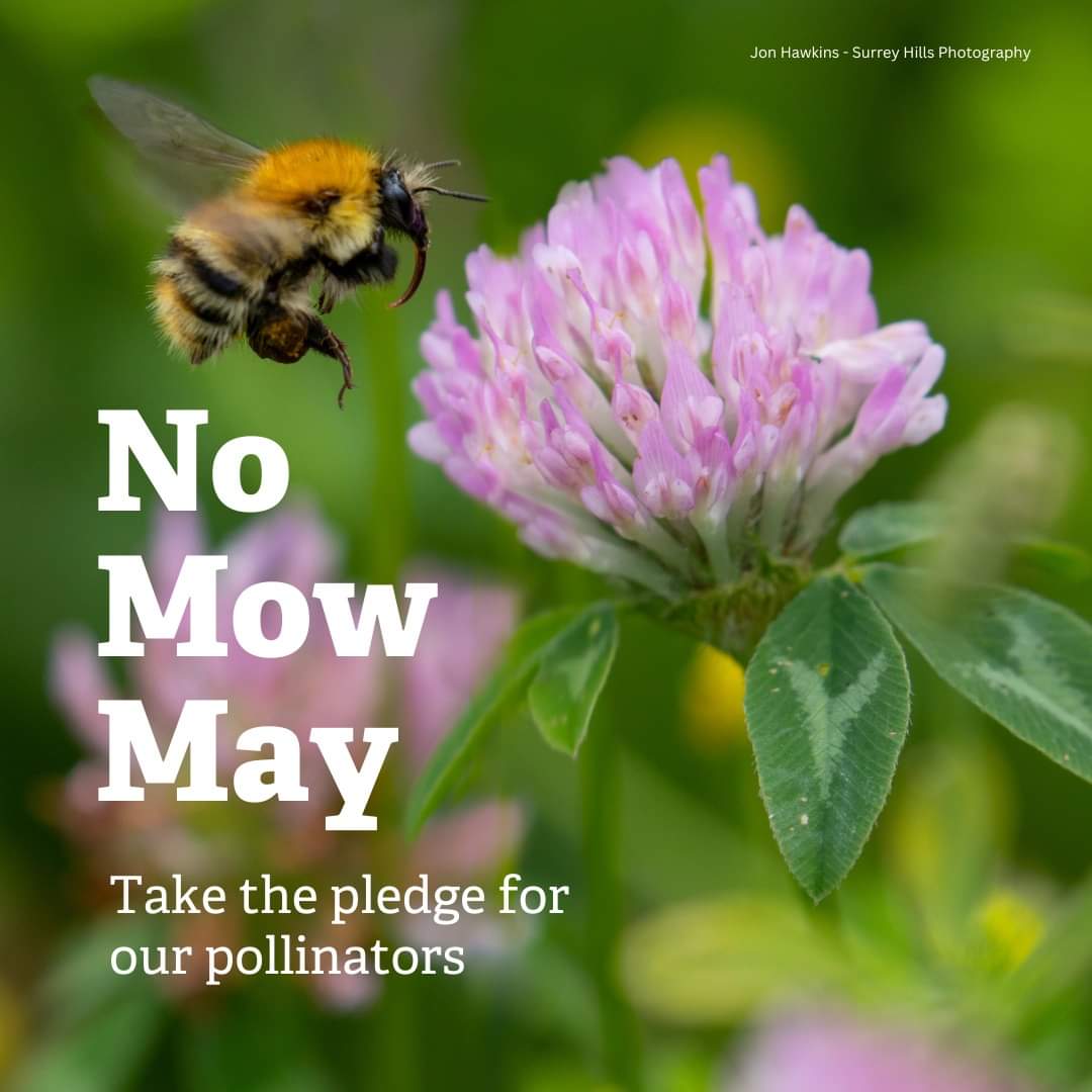 Eigenlijk is het te zot voor woorden dat acties als #maaimeiniet en #maaienmijnietgezien onnodig  maaien van bermen in mei moet voorkomen! Dat snappen ze op het gemeentehuis toch ook wel, niet dus. #wildebijen #insecten #bijen #biodiversiteit #vlinders #NoMowMay #pollinators