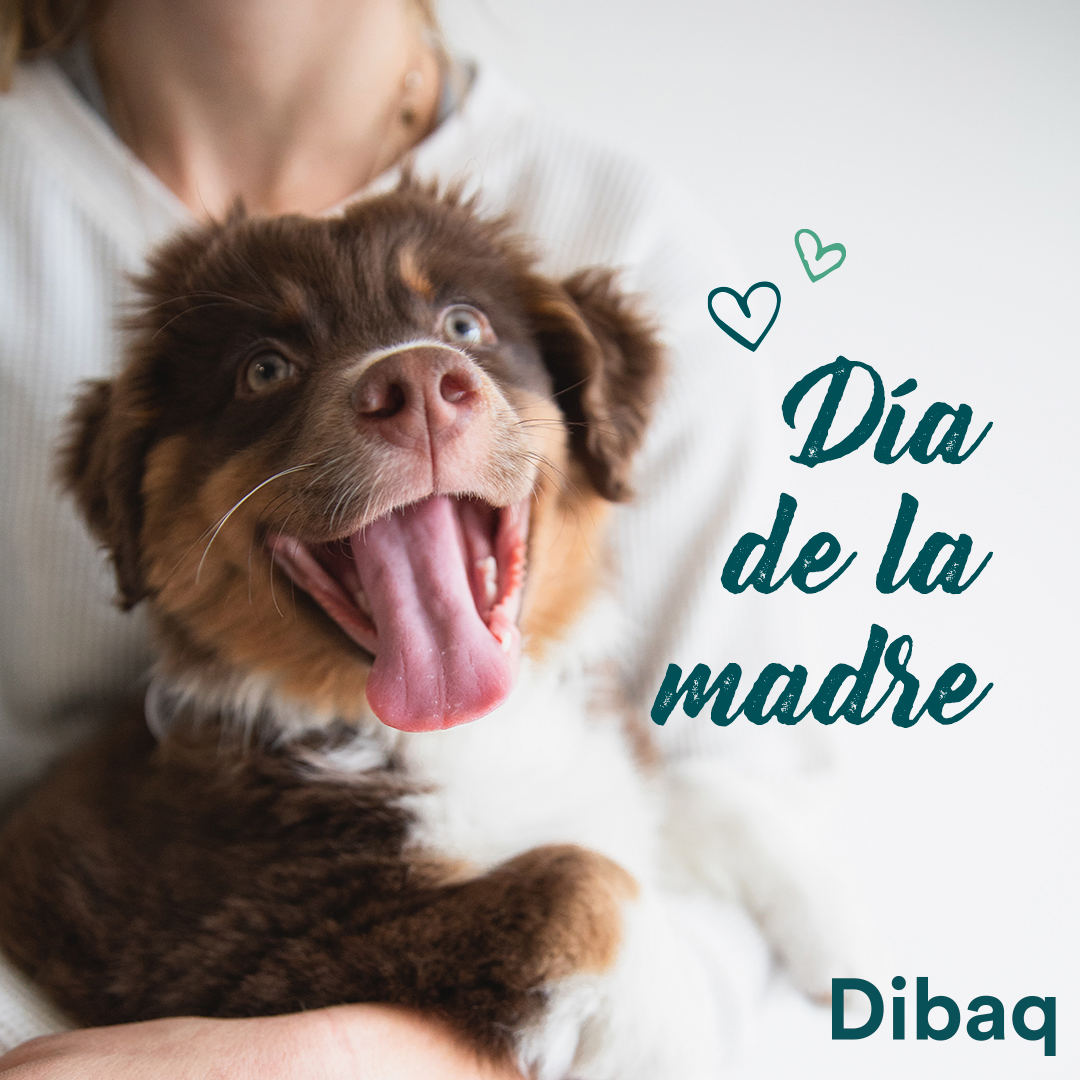 DibaqPetcare_es's tweet photo. 🇪🇸 Hoy es el día de TODAS las madres ❤️🐶🐱
🇬🇧 Today is the day of all mothers ❤️🐶🐱
#diadelamadre #pets #dogs #cats #picoftheday #segovia #dibaq #dibaqpetcare https://t.co/w23Ink123Y