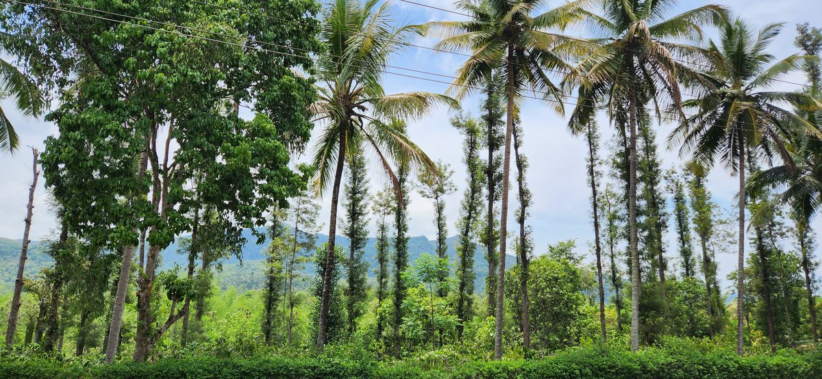 OnlyNakedTruth's tweet image. Pay for coffee, get view for free.
#Kaapi