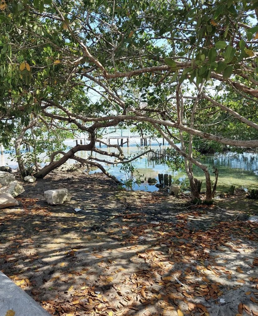 🍃🌳☀️