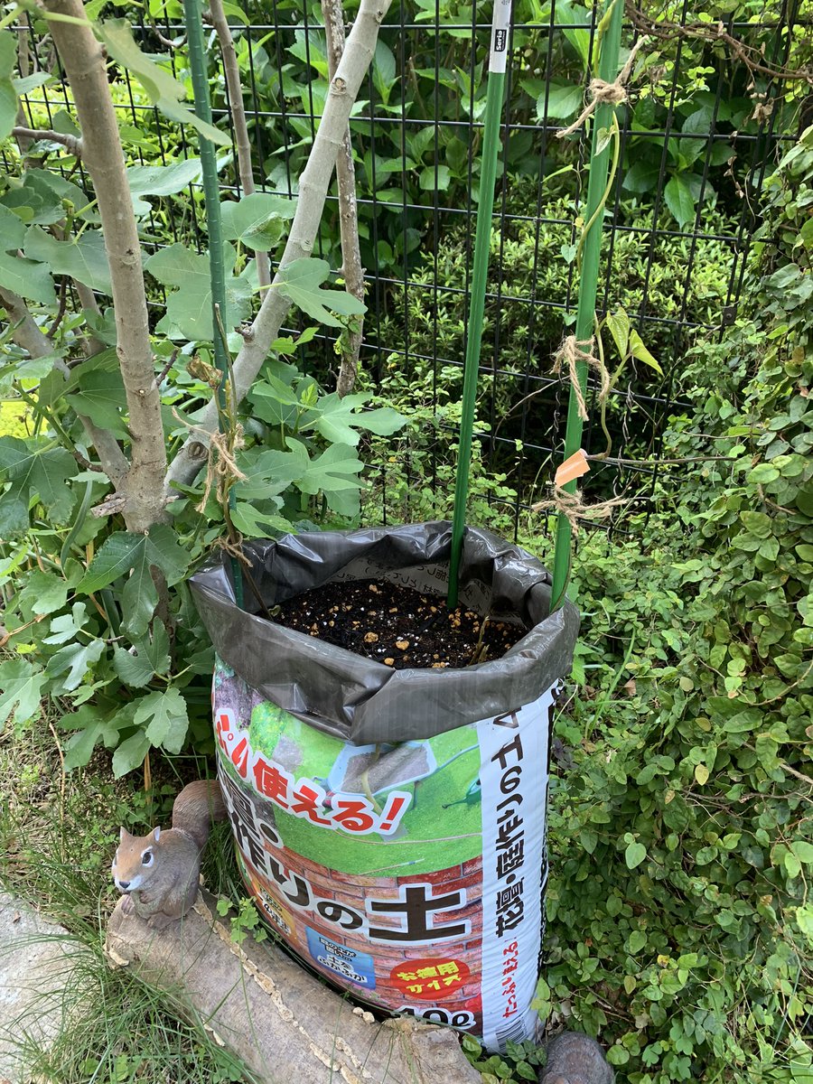 naruharukaze's tweet photo. 自然薯

予想以上にツルがデリケートで誘引しようとしてポキン。強風でポキン。私の心がポキン😭
無理をさせずにマメに麻紐で固定していくことにしました。そーっと。
#家庭菜園
#袋栽培 https://t.co/CKi7ZFrtjS