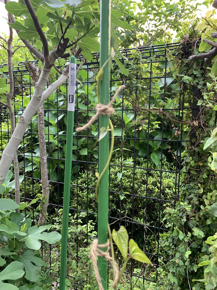 naruharukaze's tweet photo. 自然薯

予想以上にツルがデリケートで誘引しようとしてポキン。強風でポキン。私の心がポキン😭
無理をさせずにマメに麻紐で固定していくことにしました。そーっと。
#家庭菜園
#袋栽培 https://t.co/CKi7ZFrtjS