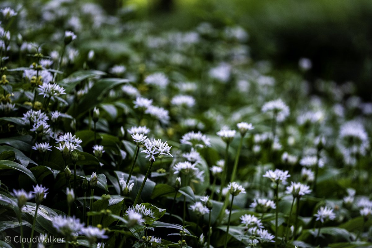 walkercloud13's tweet image. Good morning everyone 🤗 have a nice day ☀️ Forest stream and bear's garlic 🌱🌱🌱#landscape #naturphotography #foreststream #forest #bearsgarlic #natur #greenery #Niederösterreich #Austria #SonyAlpha 🌱🌱🌱