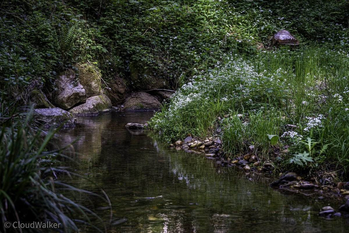 walkercloud13's tweet image. Good morning everyone 🤗 have a nice day ☀️ Forest stream and bear's garlic 🌱🌱🌱#landscape #naturphotography #foreststream #forest #bearsgarlic #natur #greenery #Niederösterreich #Austria #SonyAlpha 🌱🌱🌱