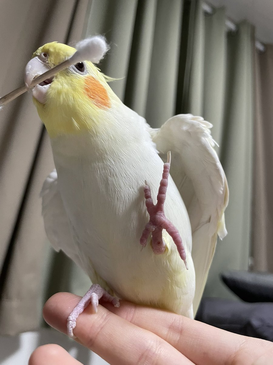 T (@tthebirb) on Twitter photo 