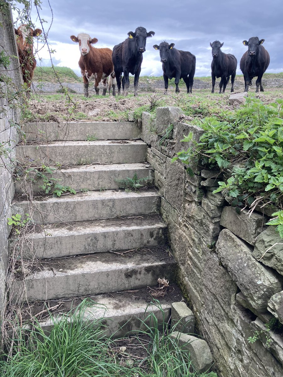 The ruins of Kilkerrin are well worth visiting but only if you are fearless when curious cattle gallop towards you! Now a place where bullocks are fed silage, 215 years ago it was a military installation designed to protect us from sea attack by Napoleon 😀. Perched overlooking