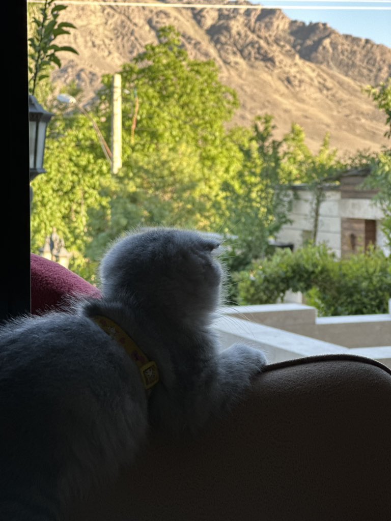 ehd6699's tweet photo. اخ که بزرگ بشم برم شکار 😼 https://t.co/9oITssTH0h