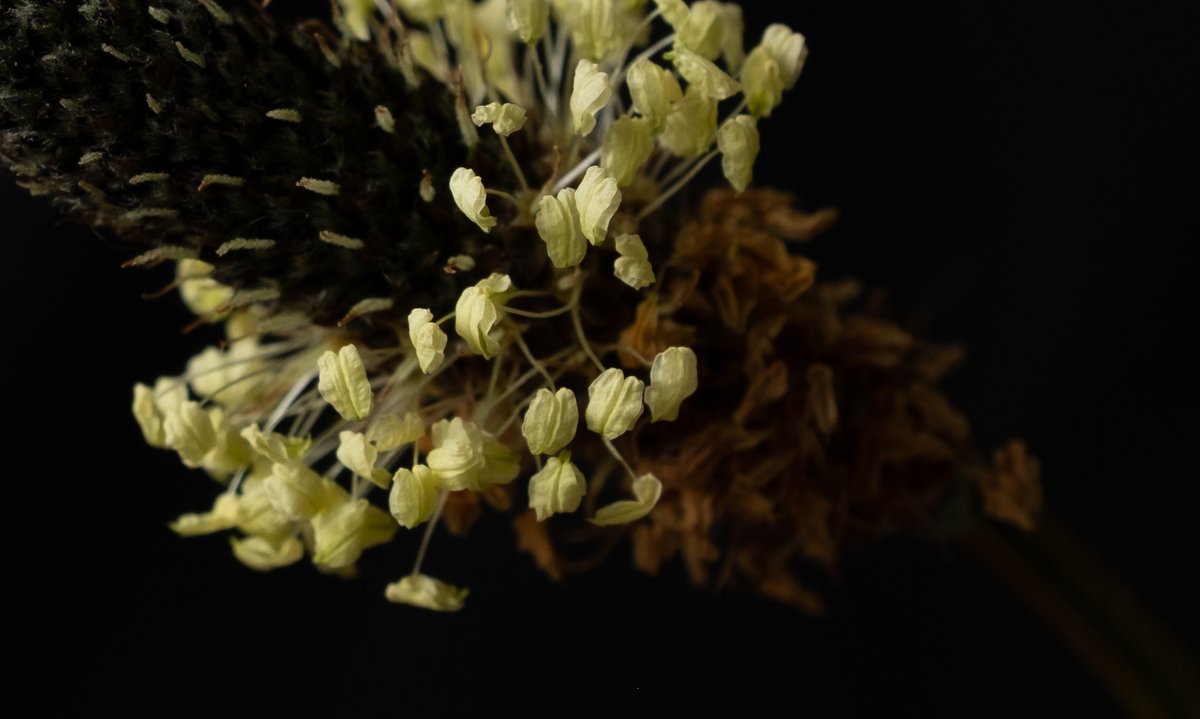 Ribwort Plantain (Plantago lanceolata).

#photography #stilllife #artistsontwitter #crossstreetarts #botany #spring #fujix100t