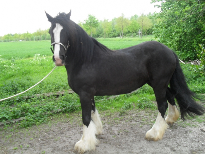 BRAAF GEREDEN TINKER MERRIE paardenhandelaren.com/paardenhandel/… #paarden