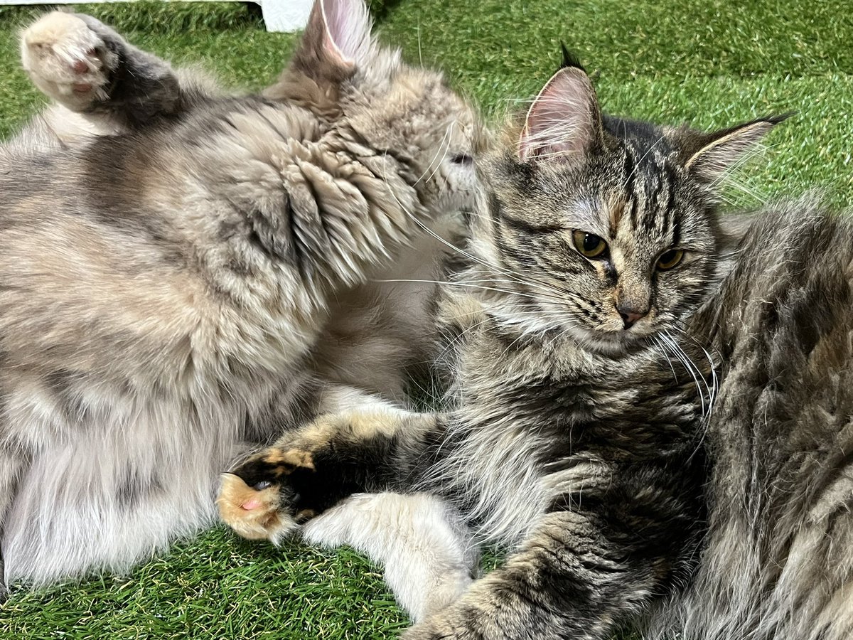 CatCafe71's tweet photo. 姉妹で仲良し💕
 #猫カフェ  #オープン予定  #猫  #メインクーン https://t.co/G8SddKgDoU