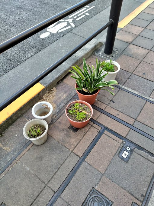 先日コミティアに行ったついでに少しだけ東京の下町を歩いて、すごく久しぶりに路地園芸を見ることができてすごく嬉しかった。そんな所に藤植えて大丈夫かしら…!とソワソワしたりしました