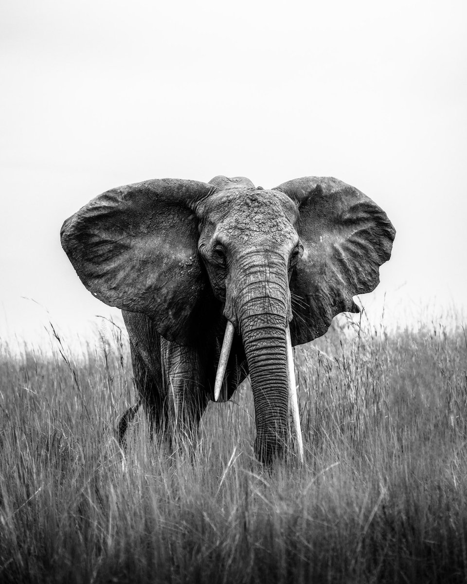 GM! This summer I’ll go to Kenia for a project! Can’t find the words to describe how excited I am to visit this country. Who’s been to Kenia?🇰🇪