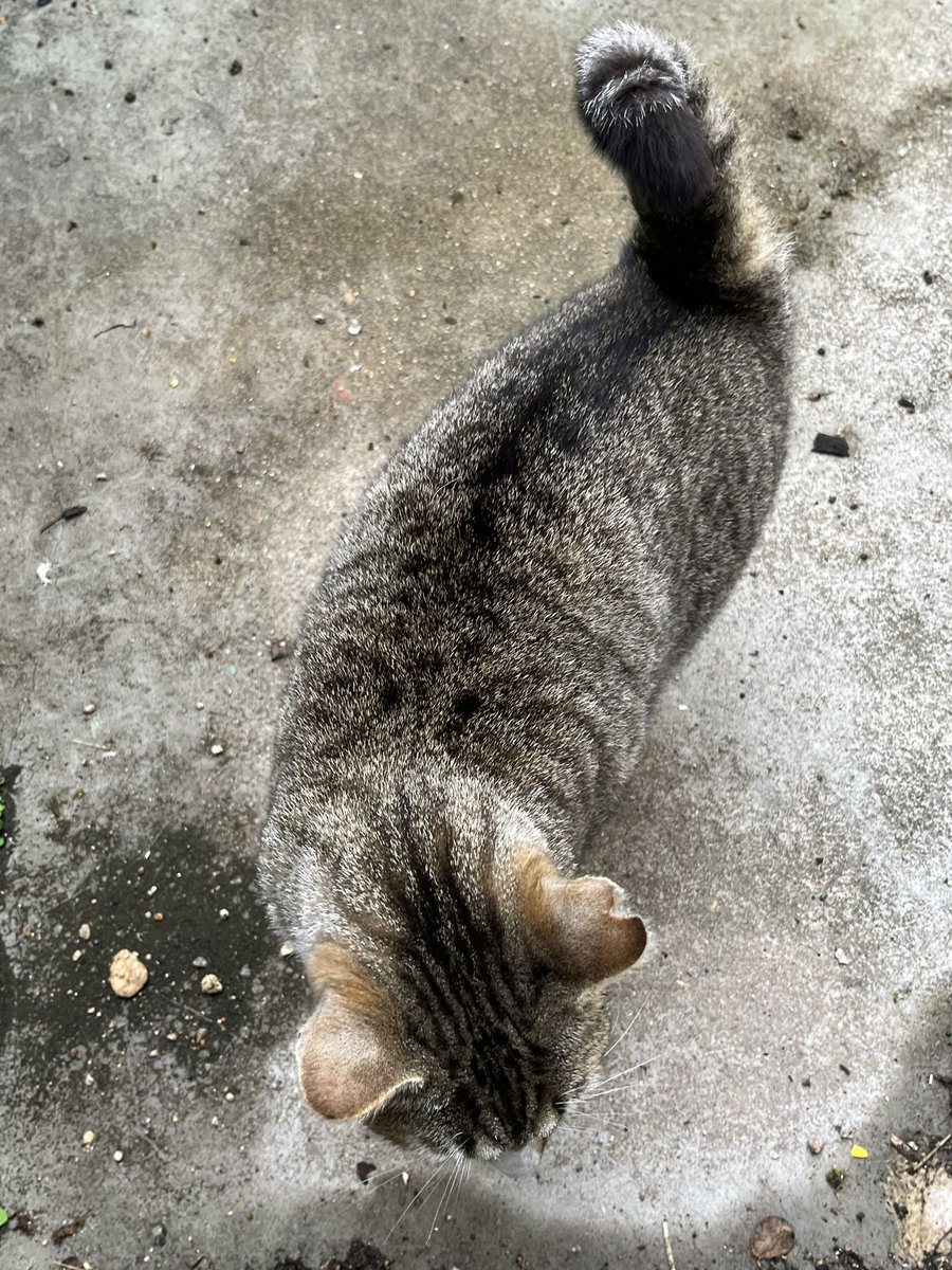 fanette_licx's tweet photo. Salut Twitter je m’adresse essentiellement aux habitants de poitiers 
Ça fait 3j qu’il y a un petit chat dans la cours de mon immeuble. Il a l’air perdu 
Je vais l’amener chez le vétérinaire demain 
Mais peut être appartient t’il à qqun ?? https://t.co/sHRSmBItEX