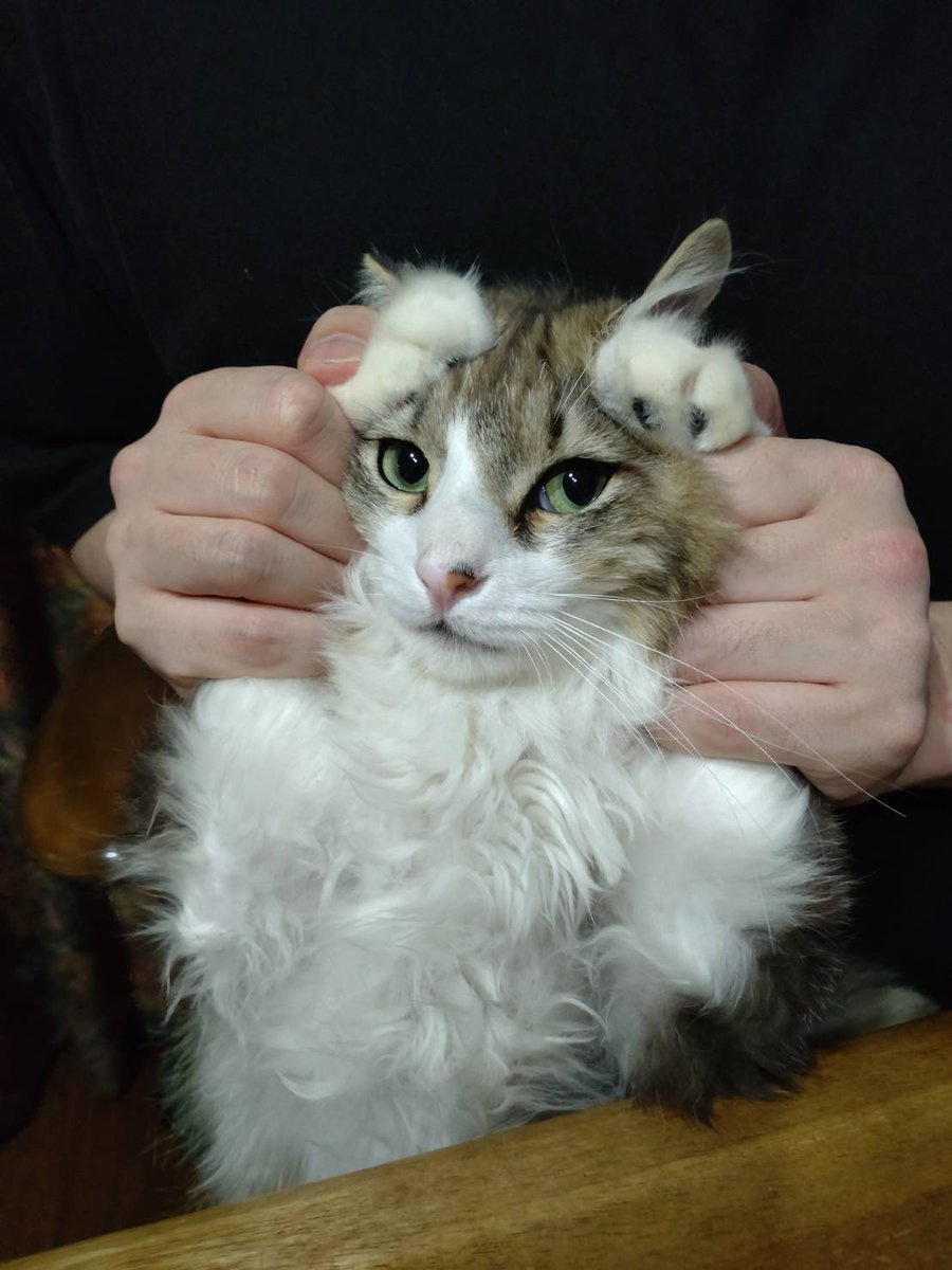 rollingndma's tweet photo. インスタには載せてるけど最近猫飼ってる https://t.co/uhMYmiAlE7
