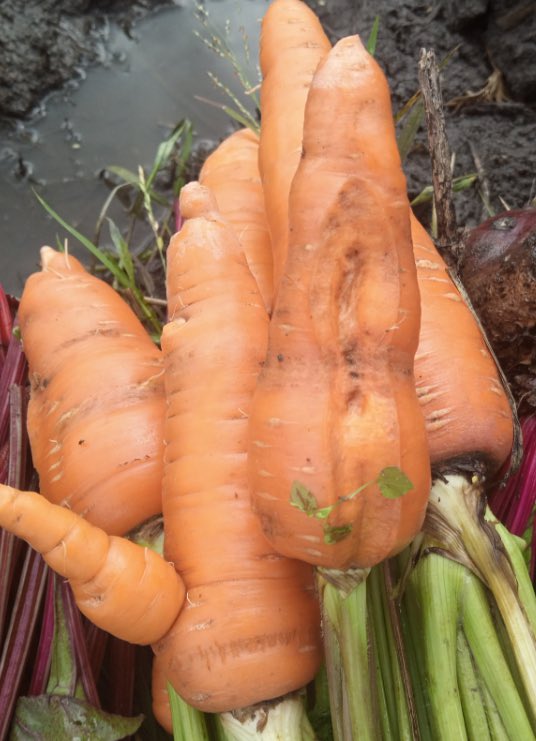 Dasmangas's tweet photo. Colheita!❤️

Tenho toneladas de Cenoura e estou com problema de escoamento. Do Rio Unene para a cidade do Lubango. 🥲 Se não conseguir fazer isso nas próximas 2 semanas, vou perder mais uma produção tal como foi com a cebola e a beterraba no ano passado. https://t.co/ld8uGFVus0